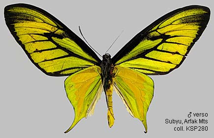 Papua Insects Foundation (Lepidoptera/Papilionidae/Ornithoptera paradisea)
